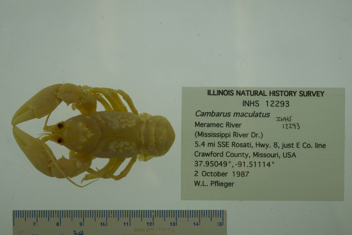 Cambarus maculatus image